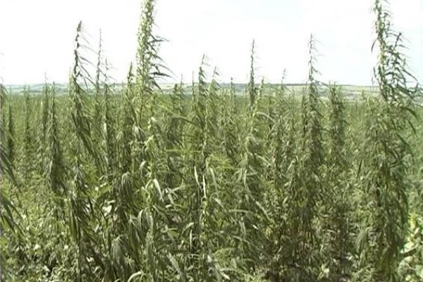 Сайт krn